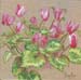Fleurs
