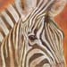 Zebre