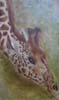 tableau-animaux-girafe-9