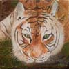 tableau-animaux-tigre