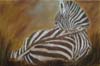 tableau-animaux-zebre-7