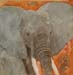 tableau-animaux-elephant-9