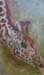 tableau-animaux-girafe-9