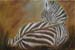 tableau-animaux-zebre-7