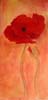 tableau-fleurs-coquelicot-f6