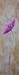 tableau-fleurs-pavot-f1