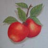 tableau-fruits-pomme-1