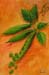 tableau-legume-f-petit-pois-f2