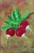 tableau-legume-f-radis-f2