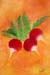tableau-legume-f-radis-f3