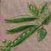 tableau-legume-petits-pois-2